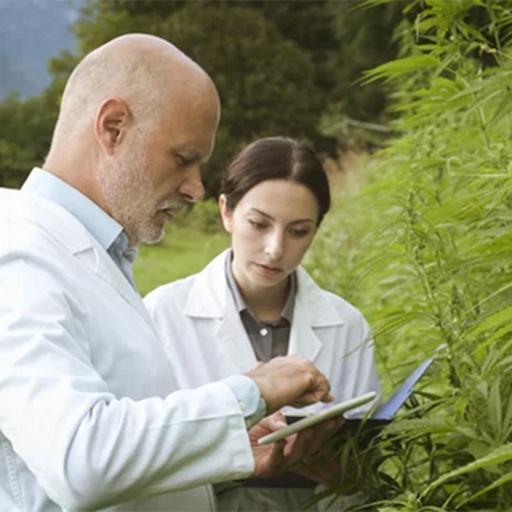 Cannabisur, productores de cáñamo industrial en Granada